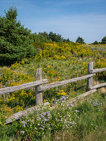 PEI Flowers and Fence