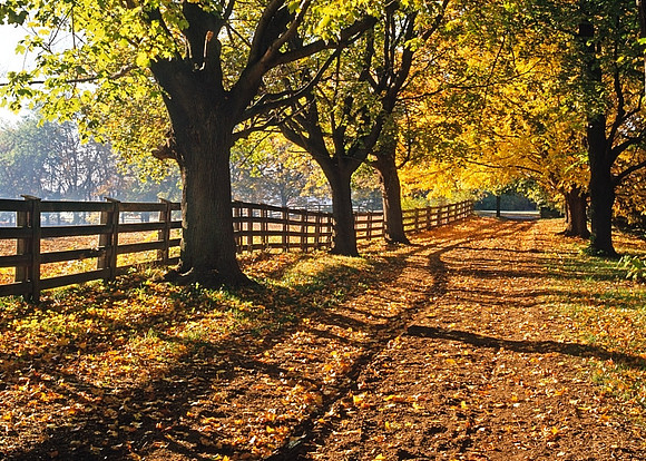 Hamilton Fall Trail