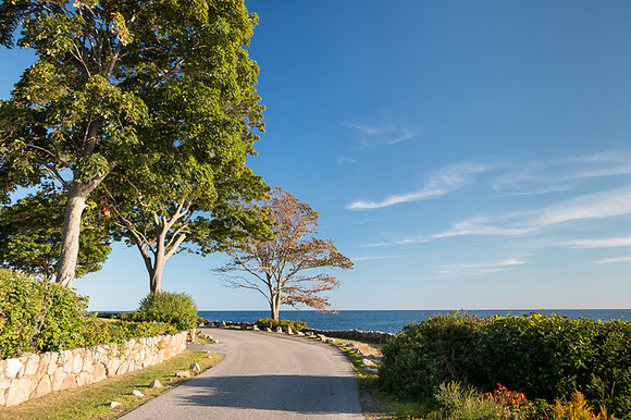 Shore Road Magnolia