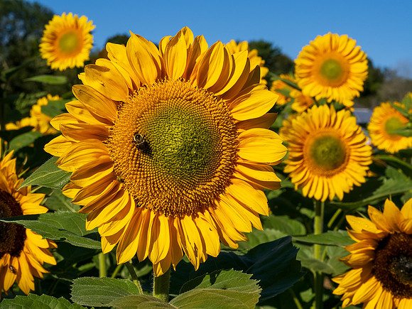 Sunflowers with Bee