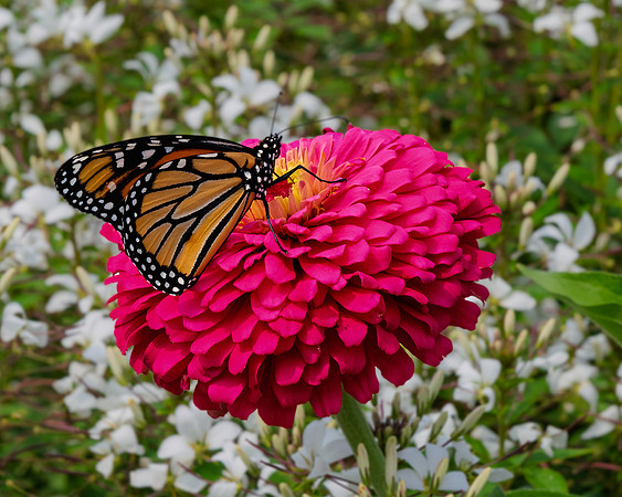 Monarch Landing
