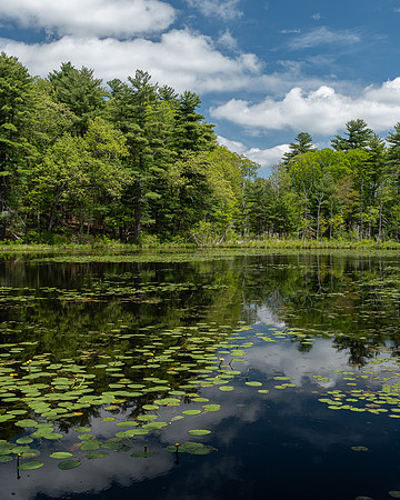 Spring Pond Reflections