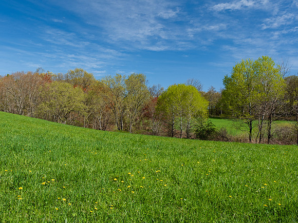 Field in Bloom