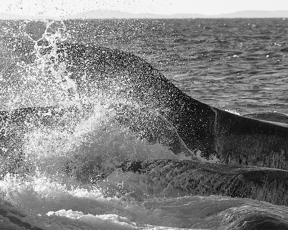 Halibut Point Surf Freeze