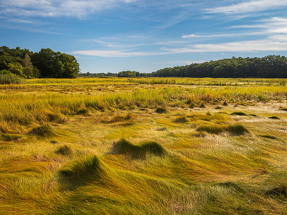 Marsh Grass Waves