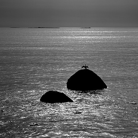 Cormorant on Rock Rye
