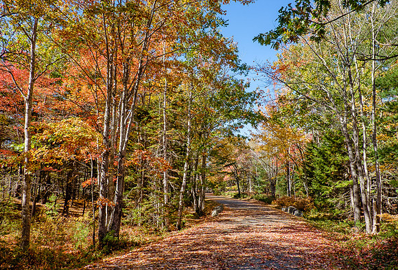 Carraige Road Autumn