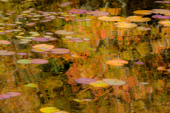 Autumn Pond Reflections