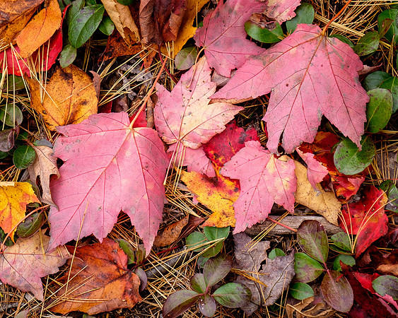 Fallen Leaves