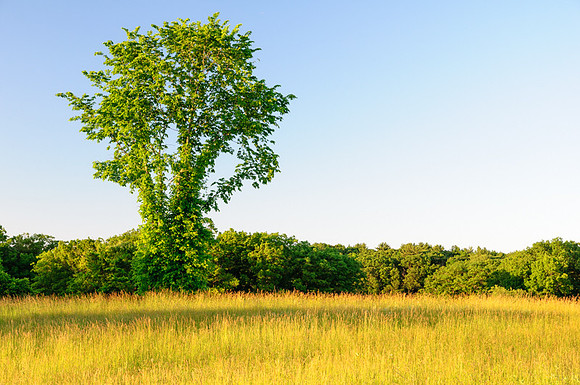 Tree and Field