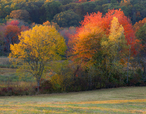 Field and Foliage Ipswich
