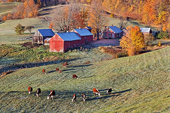 Jenne Farm Cows