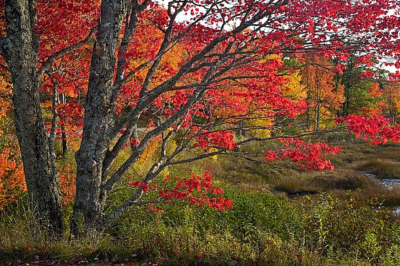 Fall Maples, Duck Brook