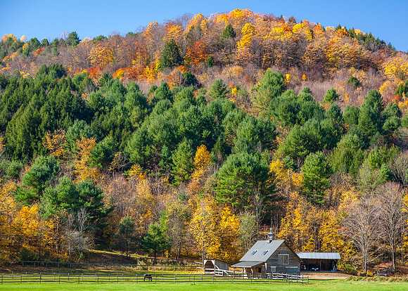 Horse Farm Vermont
