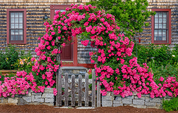 Magnolia Spring Flowers