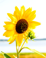 Sunflower II