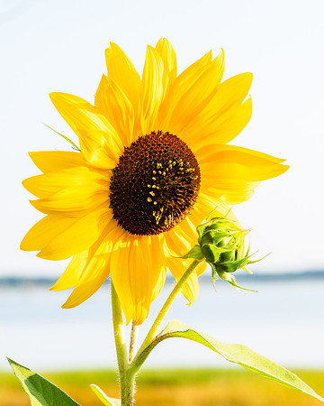 Sunflower II
