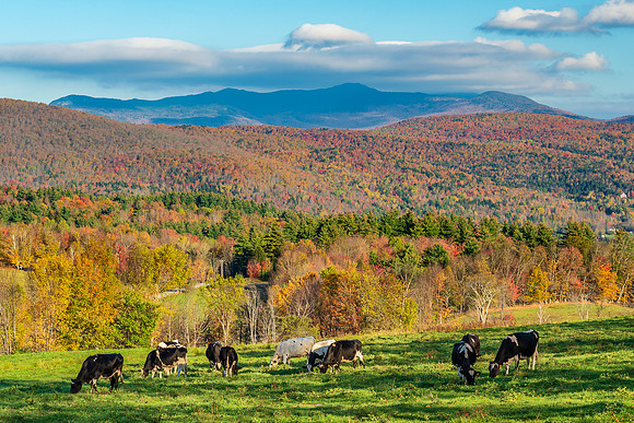 Pasture and Mountains Waitsfield