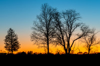 Tree Silhouette Sunset