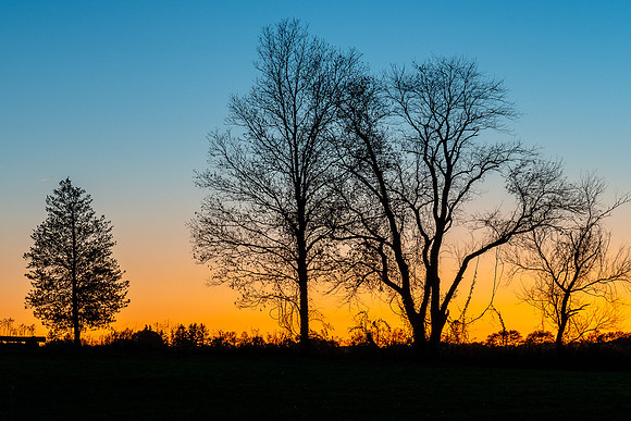 Tree Silhouette Sunset