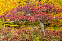 Fall Color