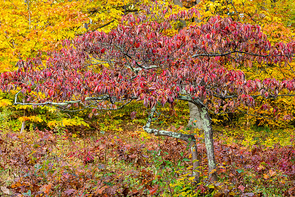 Fall Color