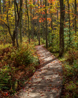 Boardwalk Fall Leaves Laudholm Reserve Wells