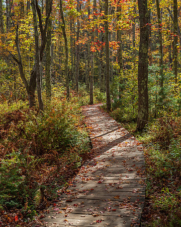 Boardwalk Fall Leaves Laudholm Reserve Wells