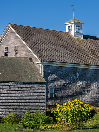 Barn and Sunflowers