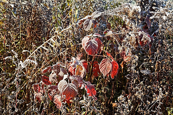 First Frost