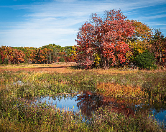 Argilla Marsh Autumn