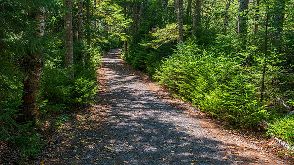 Fundy Park Trail