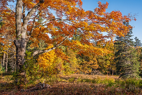 Maudslay Fall Color