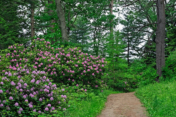 Maudslay Trail Spring