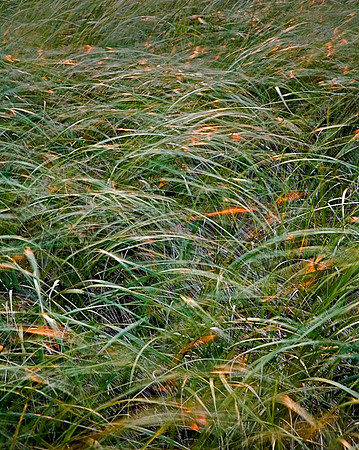 Plum Island Dune Grass
