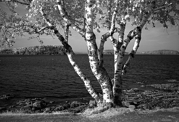 Bar Harbor Birch