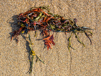 Seaweed and Sand