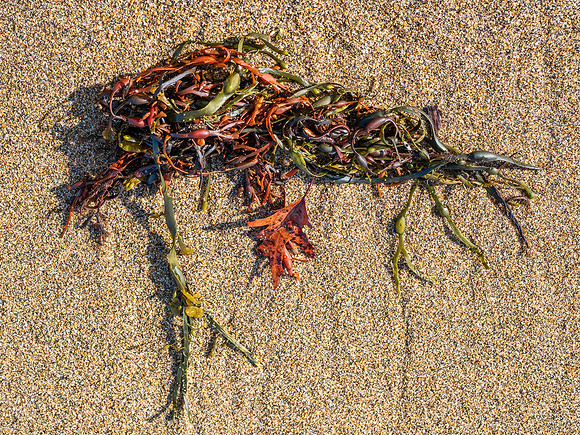 Seaweed and Sand