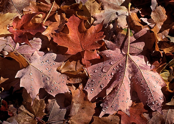 Maple Leaves Morning
