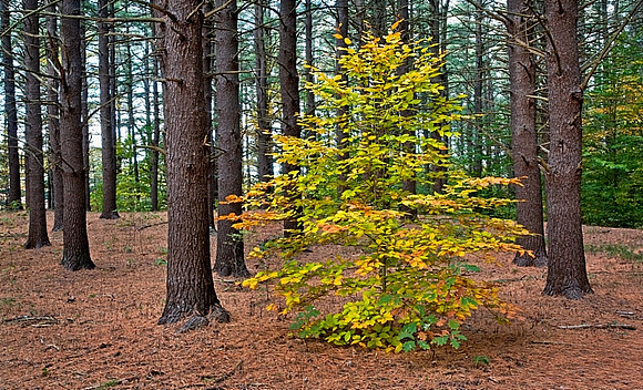 Lone Oak Maudslay
