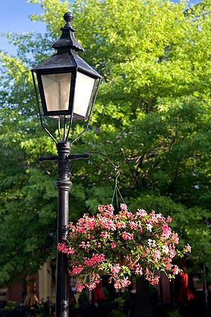 Lampost and Flowers