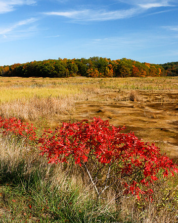 Newbury Marsh