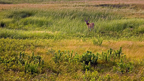 Plum Island Deer